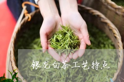 银龙白茶工艺特点/2023071365926