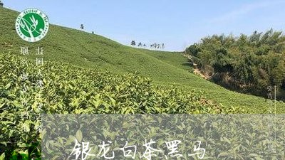 银龙白茶黑马/2023052477146