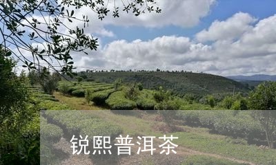 锐熙普洱茶/2023102518158