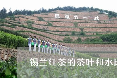 锡兰红茶的茶叶和水比例多少/2023052711705