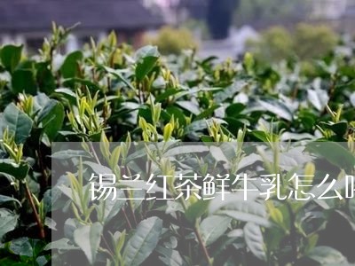 锡兰红茶鲜牛乳怎么喝/2023060842706