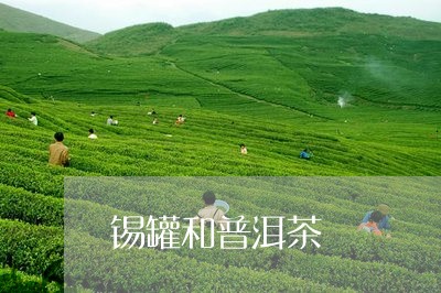 锡罐和普洱茶/2023042944077