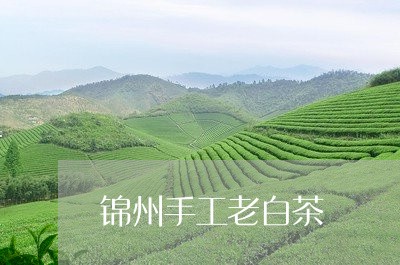 锦州手工老白茶/2023061109504