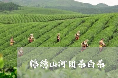 锦绣山河团茶白茶/2023071304947