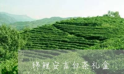 锦鲤安吉白茶礼盒/2023071312615