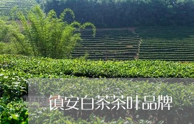 镇安白茶茶叶品牌/2023071391713