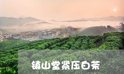 镇山堂紧压白茶/2023061197278