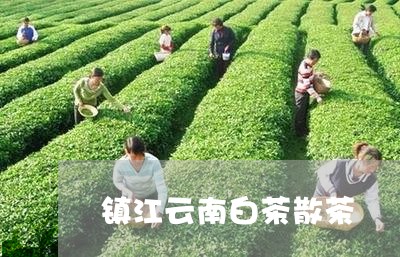 镇江云南白茶散茶/2023071399581