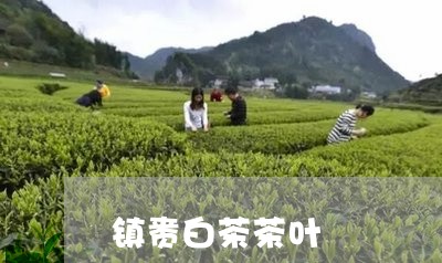 镇赉白茶茶叶/2023052444949