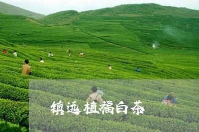 镇远植福白茶/2023052463057