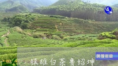 镇雄白茶鲁绍坤/2023061164139