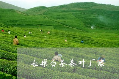 长乐白茶茶叶厂家/2023071309694