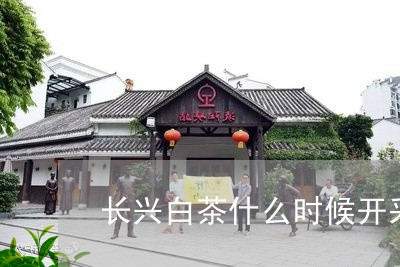 长兴白茶什么时候开采出来的/2023111494493