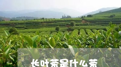 长叶茶是什么茶/2023042976297