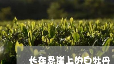 长在悬崖上的白牡丹/2023120506573