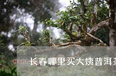 长春哪里买大姨普洱茶/2023100565037