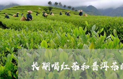 长期喝红茶和普洱茶的区别/2023110871491