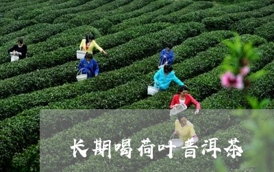 长期喝荷叶普洱茶/2023101633260