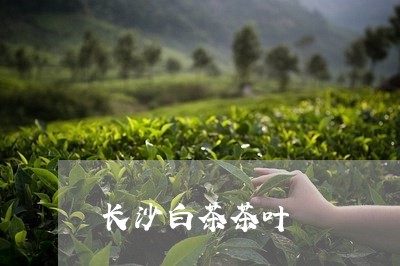 长沙白茶茶叶/2023052415138