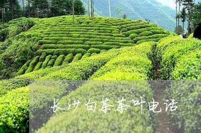 长沙白茶茶叶电话/2023071215939