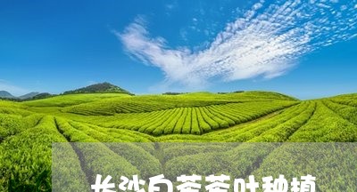 长沙白茶茶叶种植/2023071214058