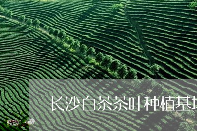 长沙白茶茶叶种植基地有哪些/2023111482504