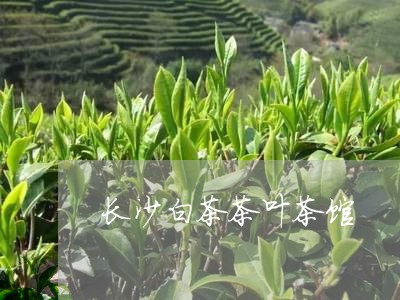 长沙白茶茶叶茶馆/2023071225727