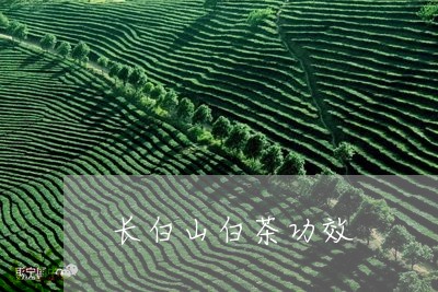 长白山白茶功效/2023061149381