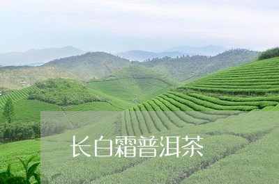 长白霜普洱茶/2023042780134