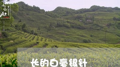 长的白毫银针/2023052417682