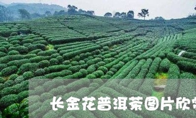 长金花普洱茶图片欣赏/2023100831614