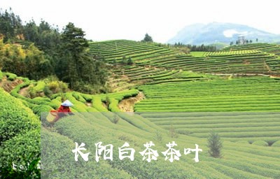 长阳白茶茶叶/2023052427581