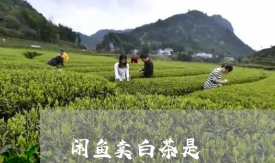 闲鱼卖白茶是/2023052430486