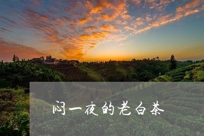 闷一夜的老白茶/2023061124934