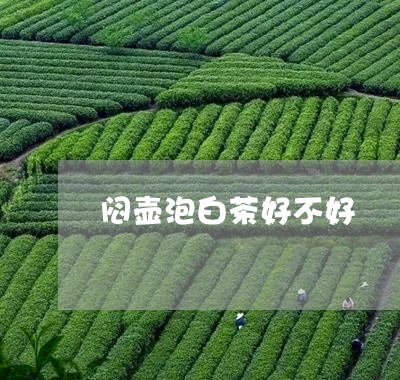 闷壶泡白茶好不好/2023071288370