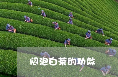 闷泡白茶的功效/2023061195169