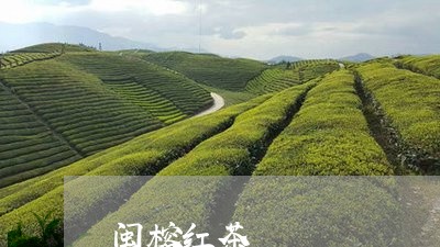 闽榕红茶/2023090135059