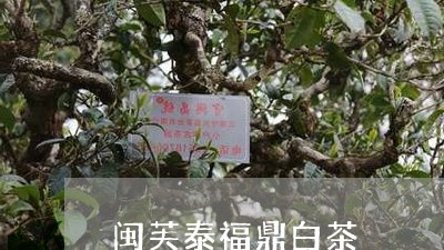 闽芙泰福鼎白茶/2023112507242