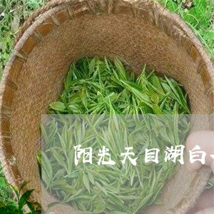 阳光天目湖白茶节/2023071297480