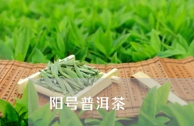 阳号普洱茶/2023081518047