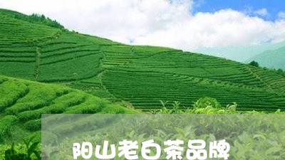 阳山老白茶品牌/2023061148382