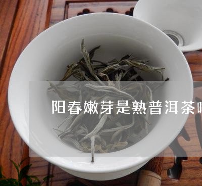 阳春嫩芽是熟普洱茶吗/2023073116349