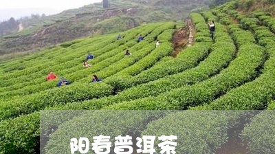 阳春普洱茶/2023090591615