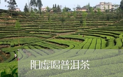 阳虚喝普洱茶/2023042643926