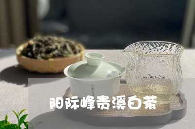 阳际峰贵溪白茶/2023061129473