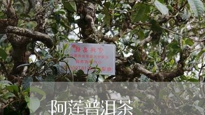 阿莲普洱茶/2023102516959