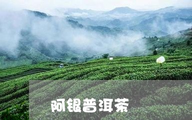 阿银普洱茶/2023102538692