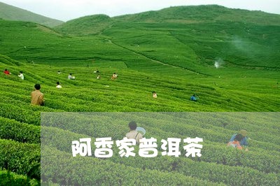 阿香家普洱茶/2023042579031