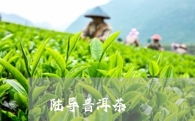 陆导普洱茶/2023102539472