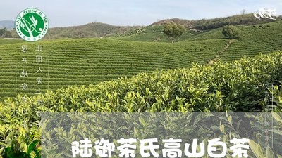 陆御茶氏高山白茶/2023071163804